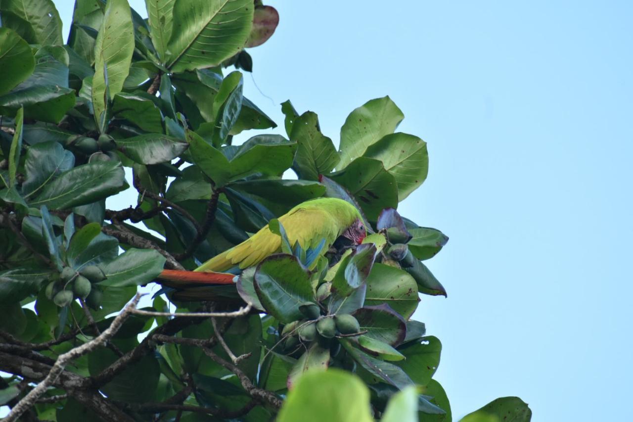 Casa Turtle Bogue Hotel Tortuguero Eksteriør billede